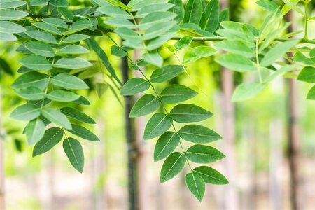 Styphnolobium j. 'Regent' 12-14 Hoogstam wortelgoed 2 X verplant - afbeelding 2