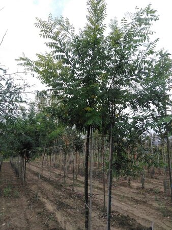 Styphnolobium j. 'Regent' 12-14 Hoogstam wortelgoed 2 X verplant - afbeelding 7