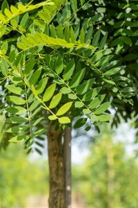 Styphnolobium j. 'Regent' 12-14 Hoogstam wortelgoed 2 X verplant - afbeelding 4