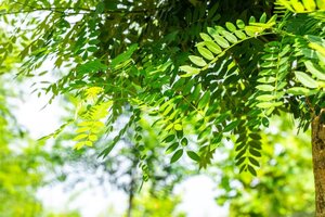 Styphnolobium j. 'Regent' 16-18 Hoogstam cont. 130L - afbeelding 1