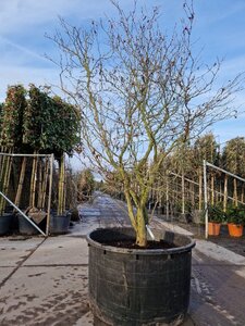 Stewartia pseudocamellia 250-300 cm container multi-stem