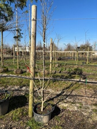 Stewartia rostrata 175-200 cm container - afbeelding 1