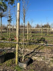 Stewartia rostrata 175-200 cm container - afbeelding 1
