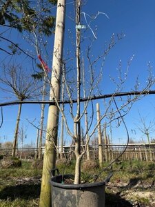 Stewartia rostrata 175-200 cm container - afbeelding 2