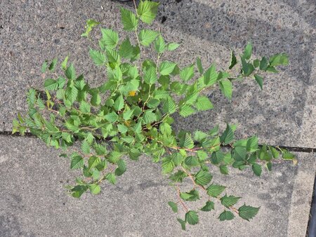 Stephanandra tanakae 40-60 cm cont. 3,0L - afbeelding 1