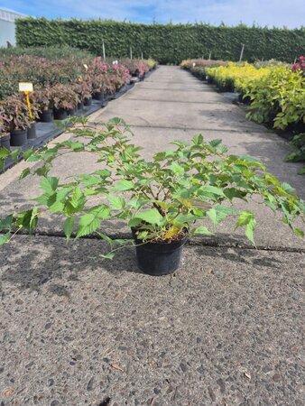 Stephanandra tanakae 40-60 cm cont. 3,0L - afbeelding 2