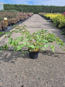 Stephanandra tanakae 40-60 cm cont. 3,0L - afbeelding 2