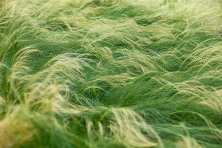 Stipa tenuissima geen maat specificatie 0,55L/P9cm - afbeelding 1
