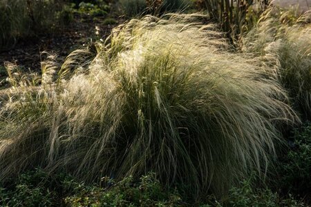 Stipa tenuissima geen maat specificatie 0,55L/P9cm - afbeelding 2