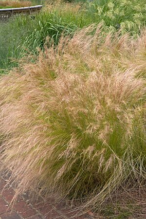 Stipa tenuissima geen maat specificatie 0,55L/P9cm - afbeelding 5