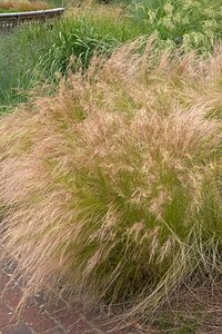 Stipa tenuissima geen maat specificatie 0,55L/P9cm - afbeelding 5