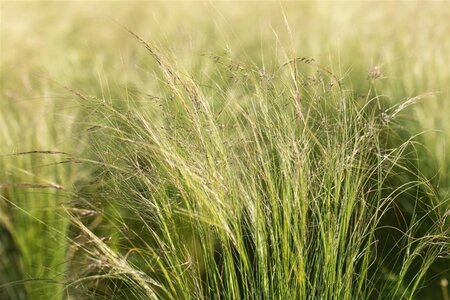Stipa tenuissima geen maat specificatie 0,55L/P9cm - image 3