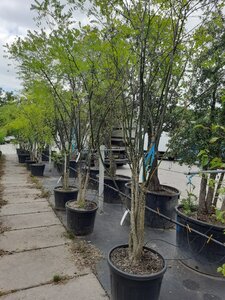 Styphnolobium japonicum = Sophora japonica 300-350 cm draadkluit meerstammig - afbeelding 3