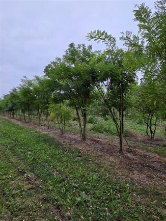 Styphnolobium japonicum = Sophora japonica 300-350 cm draadkluit meerstammig - afbeelding 1