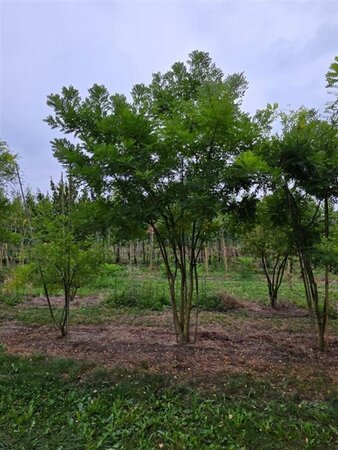 Styphnolobium japonicum = Sophora japonica 300-350 cm draadkluit meerstammig - afbeelding 2