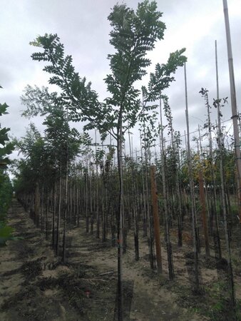 Styphnolobium japonicum = Sophora japonica 6-8 Hoogstam wortelgoed - afbeelding 1