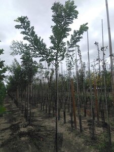 Styphnolobium japonicum = Sophora japonica 6-8 Hoogstam wortelgoed - afbeelding 1