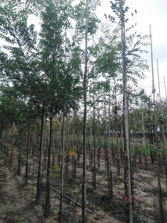 Styphnolobium japonicum = Sophora japonica 6-8 Hoogstam wortelgoed - afbeelding 2