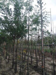 Styphnolobium japonicum = Sophora japonica 6-8 Hoogstam wortelgoed - afbeelding 2