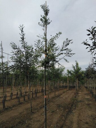 Styphnolobium japonicum = Sophora japonica 6-8 Hoogstam wortelgoed - afbeelding 3