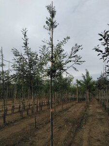 Styphnolobium japonicum = Sophora japonica 6-8 Hoogstam wortelgoed - afbeelding 3