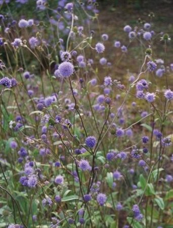 Succisa pratensis geen maat specificatie 0,55L/P9cm