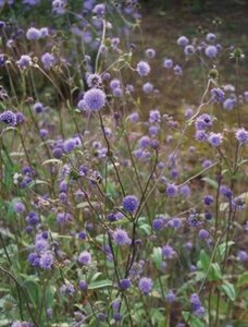 Succisa pratensis geen maat specificatie 0,55L/P9cm