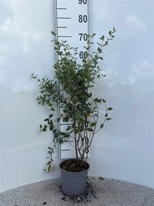 Symphoricarpos albus 60-80 cm cont. 2,0L