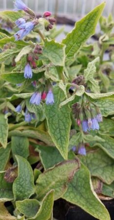 Symphytum azureum geen maat specificatie 0,55L/P9cm - afbeelding 3
