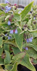 Symphytum azureum geen maat specificatie 0,55L/P9cm - afbeelding 3