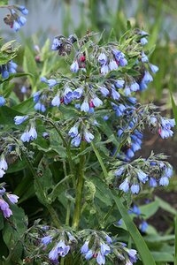 Symphytum azureum geen maat specificatie 0,55L/P9cm - afbeelding 4