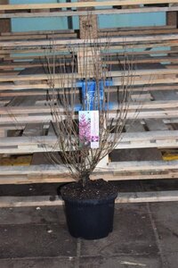 Syringa Bloomerang Pink Perfume 40-50 cm cont. 5,0L
