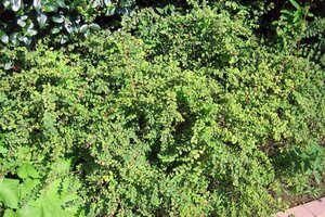 Symphoricarpos ch. 'Hancock' 50-60 cm wortelgoed struik - afbeelding 2