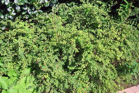 Symphoricarpos ch. 'Hancock' 50-80 cm cont. 3,0L - afbeelding 2