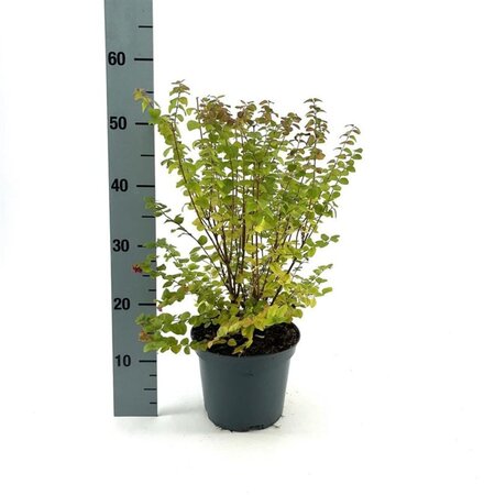 Symphoricarpos d. 'Magic Berry' geen maat specificatie cont. 3,0L