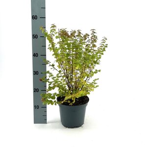 Symphoricarpos d. 'Magic Berry' geen maat specificatie cont. 3,0L