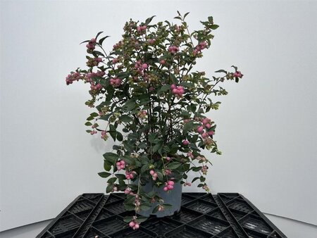 Symphoricarpos d. 'Mother of Pearl' 30-40 cm cont. 3,0L