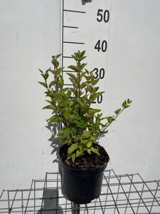 Syringa 'Josée' 30-40 cm cont. 3,0L - afbeelding 2