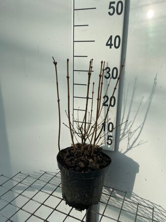 Syringa 'Josée' 30-40 cm cont. 3,0L - afbeelding 3