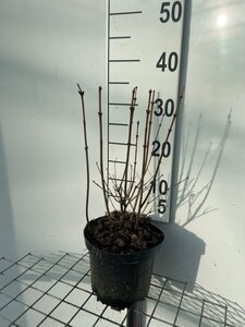 Syringa 'Josée' 30-40 cm cont. 3,0L - afbeelding 3