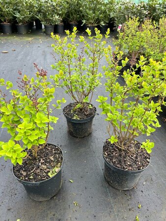 Syringa 'Josée' 30-40 cm cont. 3,0L - afbeelding 3