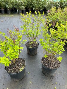 Syringa 'Josée' 30-40 cm cont. 3,0L - afbeelding 3