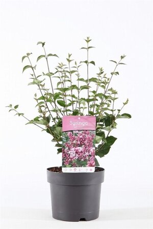 Syringa 'Josée' 30-40 cm cont. 3,0L