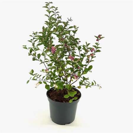 Symphoricarpos Magical Candy 40-50 cm cont. 3,0L