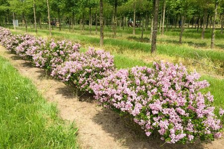 Syringa meyeri 'Palibin' 100 cm container stam - afbeelding 1