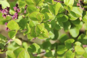 Syringa meyeri 'Palibin' 100 cm container stam - afbeelding 2