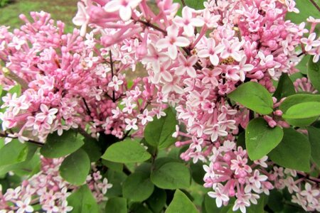 Syringa meyeri 'Palibin' 100 cm container stam - afbeelding 3