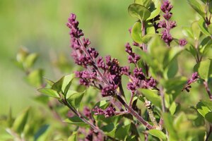 Syringa meyeri 'Palibin' 100 cm container stam - afbeelding 4