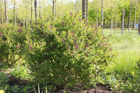 Syringa meyeri 'Palibin' 100 cm container stam - afbeelding 5