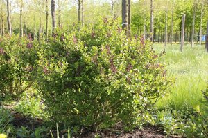Syringa meyeri 'Palibin' 100 cm container stam - afbeelding 5